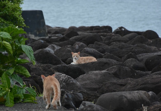 2014-12-15 18-09-35 Tahiti Papeete